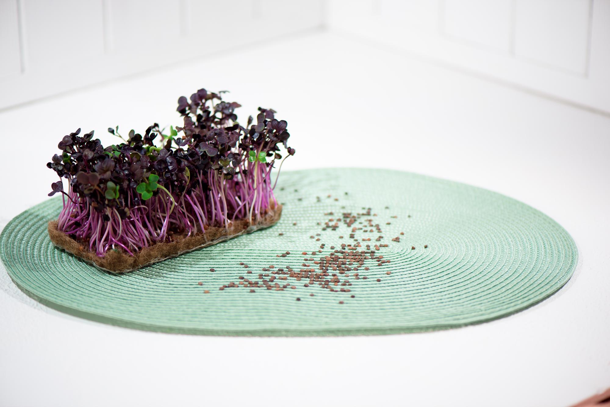close-up plated starter with microgreens